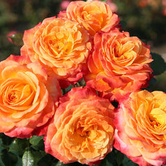 Whartons Roses ‘Meteor’ Shrub Rose (3-Litre Pot) image 0