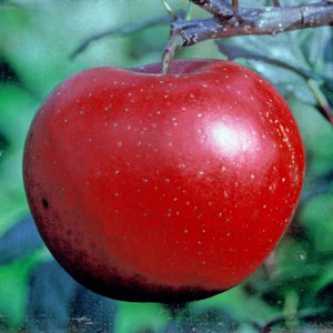 ‘Red Devil’ Apple Tree (12-Litre Pot) image 0