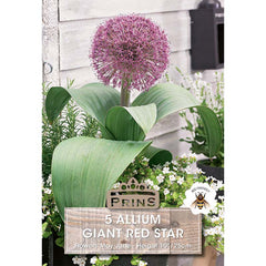 Allium Giant Red Star (5 Bulbs) image 0