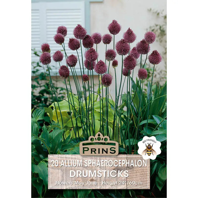 Allium sphaerocephalon 'Drumsticks' (20 bulbs) image 0
