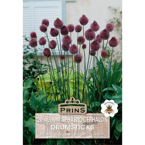 Allium sphaerocephalon 'Drumsticks' (20 bulbs) image 0