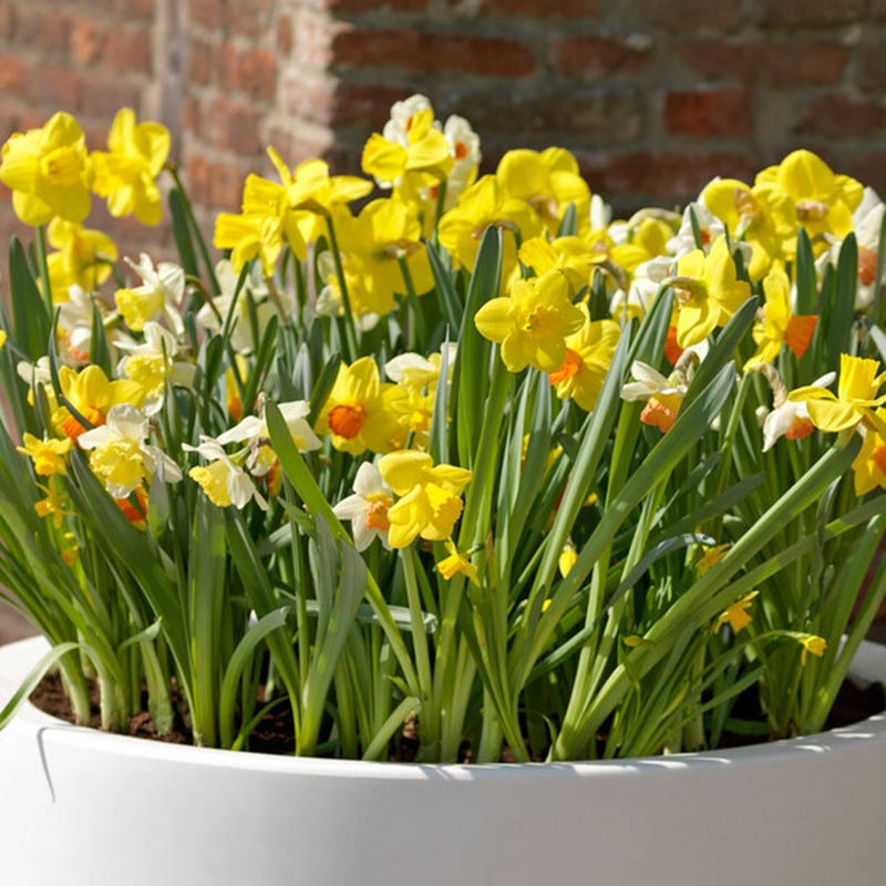 Daffodils (Narcissus) Species Mixed (75 Bulbs) image 0