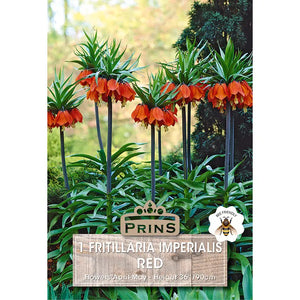 Fritillaria imperialis 'Red' (1 bulb) image 0
