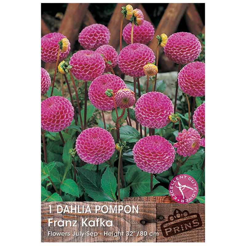 Dahlia Pompon 'Franz Kafka' (1 tuber) image 0