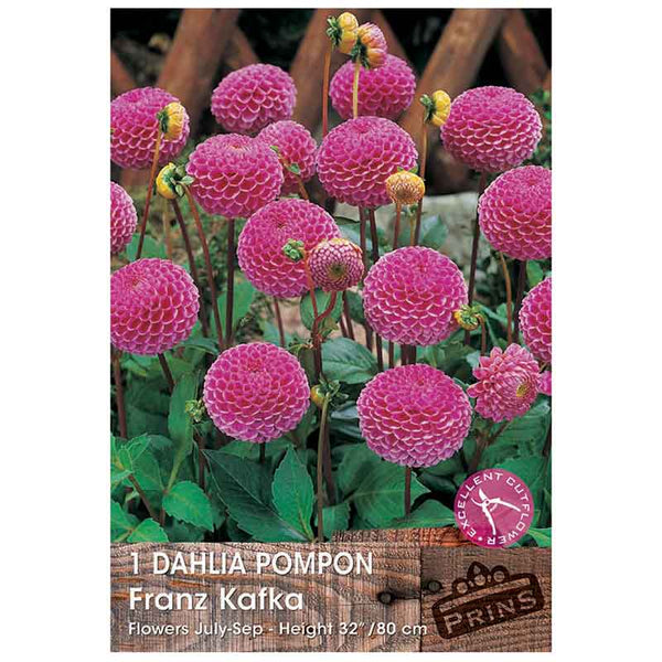 Dahlia Pompon 'Franz Kafka' (1 tuber) image 0