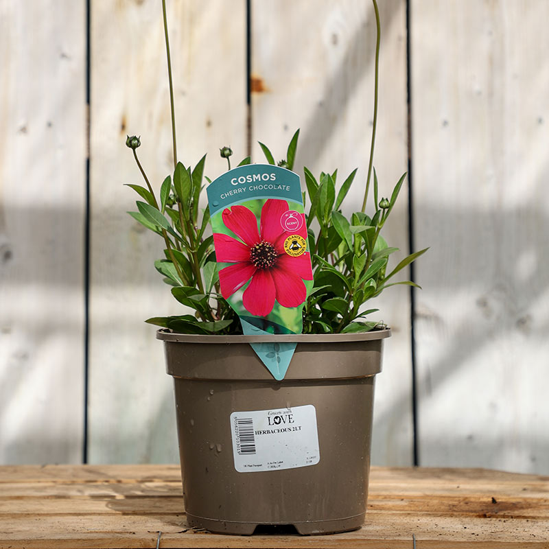 Cosmos atrosanguineus ‘Cherry Chocolate’ (2-Litre Pot) image 0