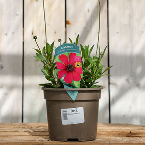 Cosmos atrosanguineus ‘Cherry Chocolate’ (2-Litre Pot) image 0