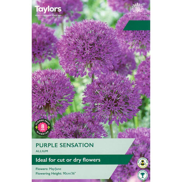 Allium ‘Purple Sensation’ (6 Bulbs) image 0