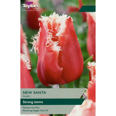 Tulip 'New Santa' (6 Bulbs) image 0