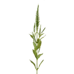 Floralsilk Veronica Spray (72cm) image 1