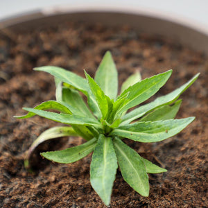 Helenium ‘Hot Lava’ (3-Litre Pot) image 1