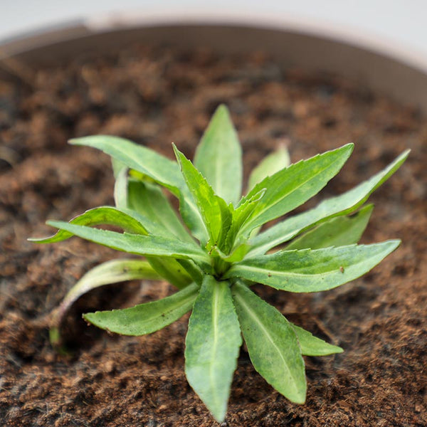 Helenium ‘Hot Lava’ (3-Litre Pot) image 1