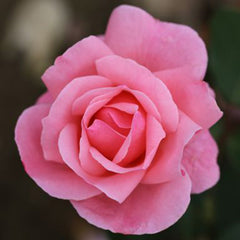Whartons Roses ‘Queen Elizabeth’ Floribunda Bush Rose (3-Litre Pot) image 0