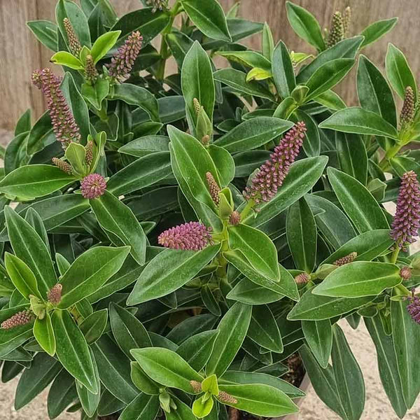 Hebe Addenda® ‘Petita Blue’ (1-Litre Pot) image 1