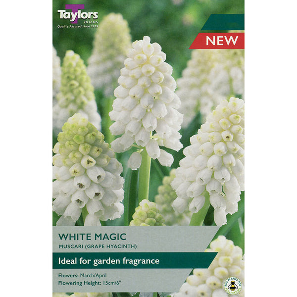 Muscari ‘White Magic’ Grape Hyacinth (15 Bulbs) image 0