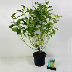 Cornus sericea 'Flaviramea' (5 litre) image 0