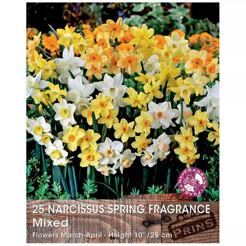 Narcissus 'Spring Fragrant Mix' (25 bulbs) image 0