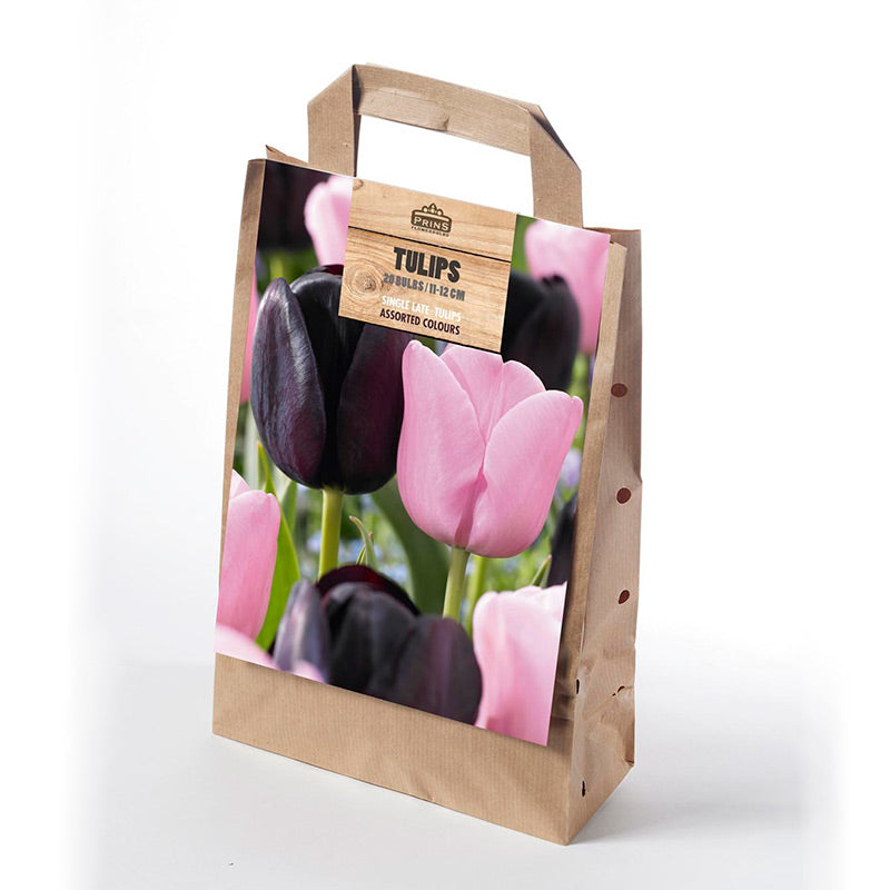Double Tulip Black and Pink Mix in a Gift Bag (20 Bulbs) image 0