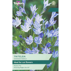 Triteleia Koningin Fabiola (25 Bulbs) image 0