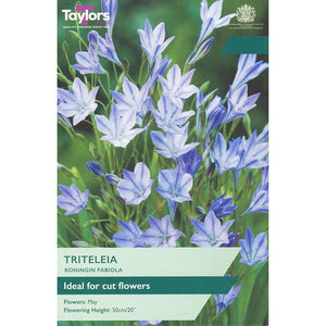 Triteleia Koningin Fabiola (25 Bulbs) image 0