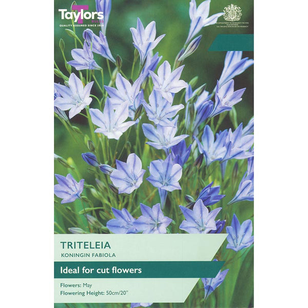 Triteleia Koningin Fabiola (25 Bulbs) image 0
