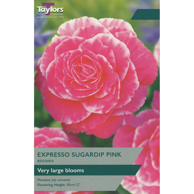 Begonia ‘Expresso Sugardip Pink’ (2 Tubers) image 0