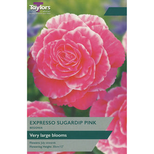 Begonia ‘Expresso Sugardip Pink’ (2 Tubers) image 0