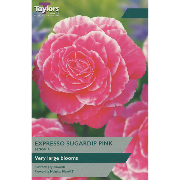 Begonia ‘Expresso Sugardip Pink’ (2 Tubers) image 0