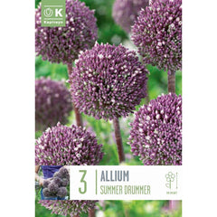 Allium ‘Summer Drummer’ (3 Bulbs) image 0