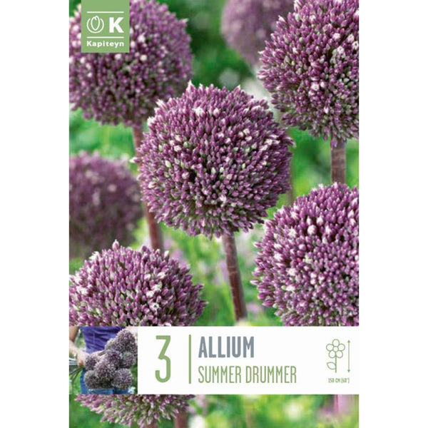 Allium ‘Summer Drummer’ (3 Bulbs) image 0