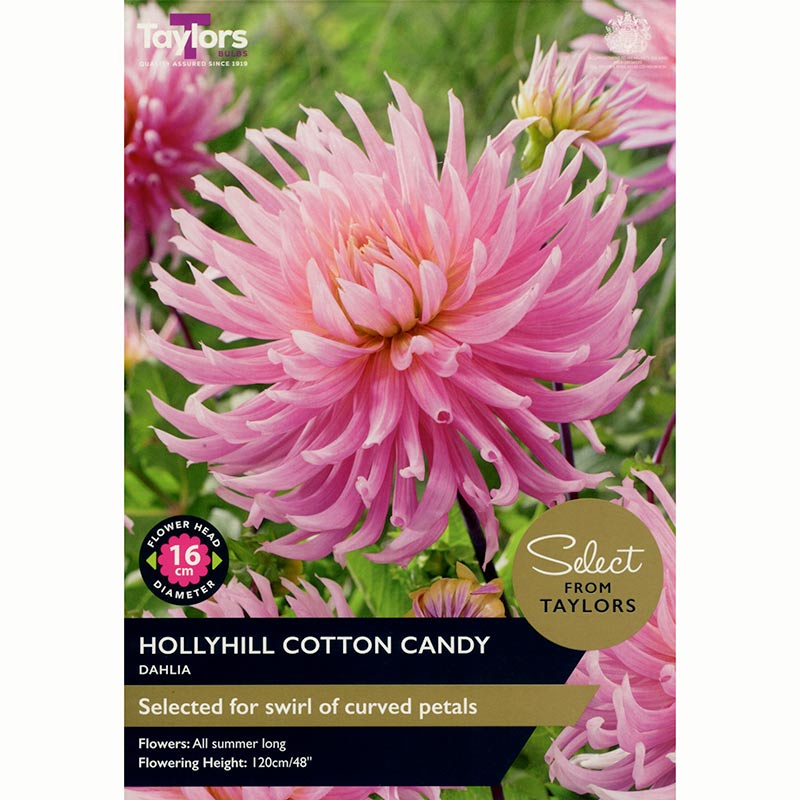 Dahlia ‘Hollyhill Cotton Candy’ (2 Tubers) image 0