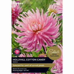 Dahlia ‘Hollyhill Cotton Candy’ (2 Tubers) image 0