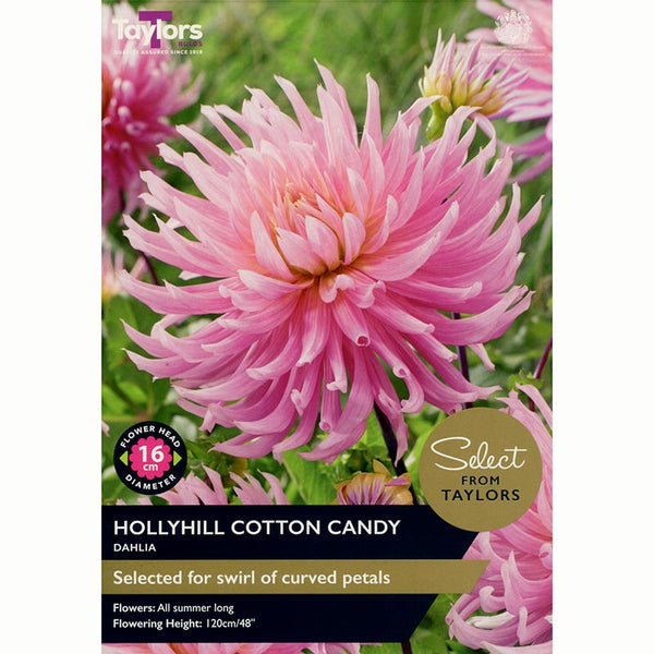 Dahlia ‘Hollyhill Cotton Candy’ (2 Tubers) image 0