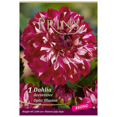 Dahlia Decorative 'Optic Illusion' (1 tuber) image 0