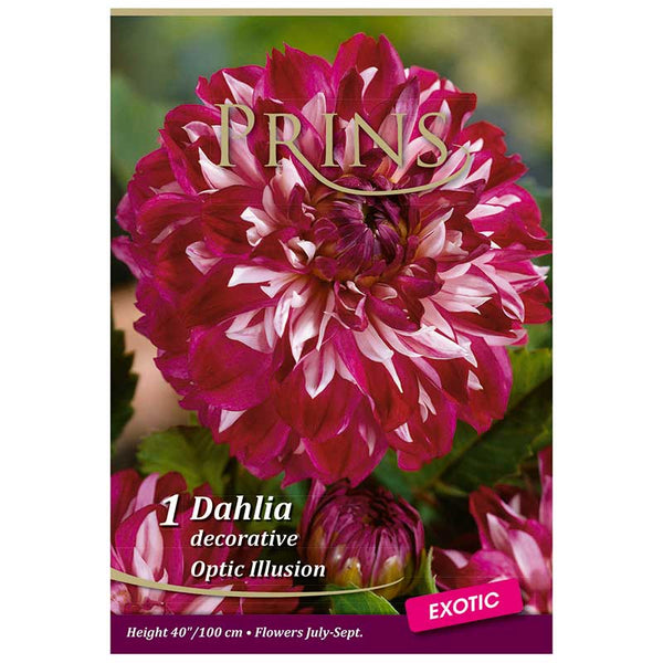 Dahlia Decorative 'Optic Illusion' (1 tuber) image 0