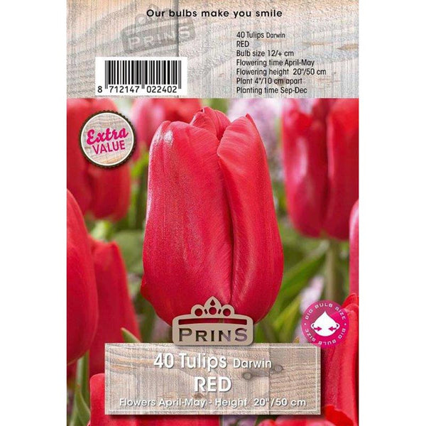 Tulip Darwin Red (40 Bulbs) image 0