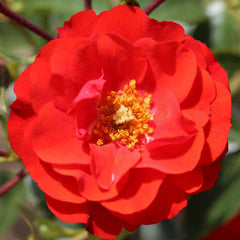Whartons Roses ‘Grandpa’s Rose’ Shrub Rose image 0