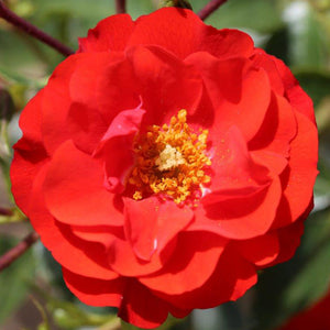 Whartons Roses ‘Grandpa’s Rose’ Shrub Rose image 0
