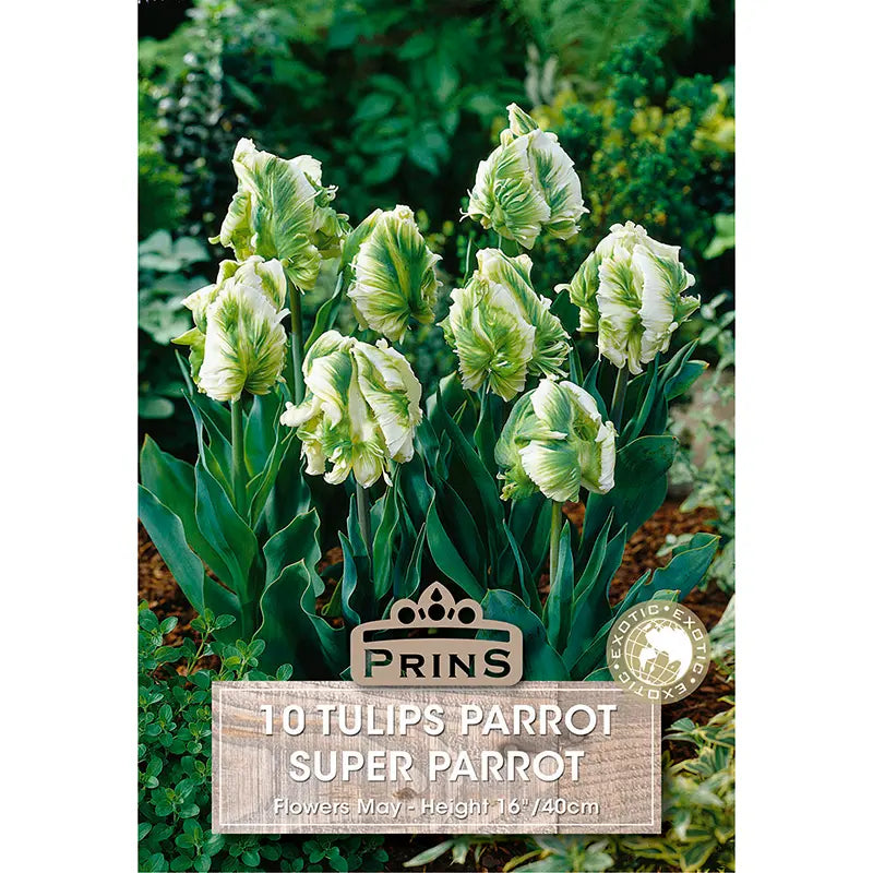 Tulip 'Super Parrot' (10 bulbs) image 0