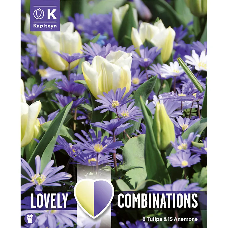 Anemone 'Blue' & Tulip 'White' Combination Mix (23 bulbs) image 0