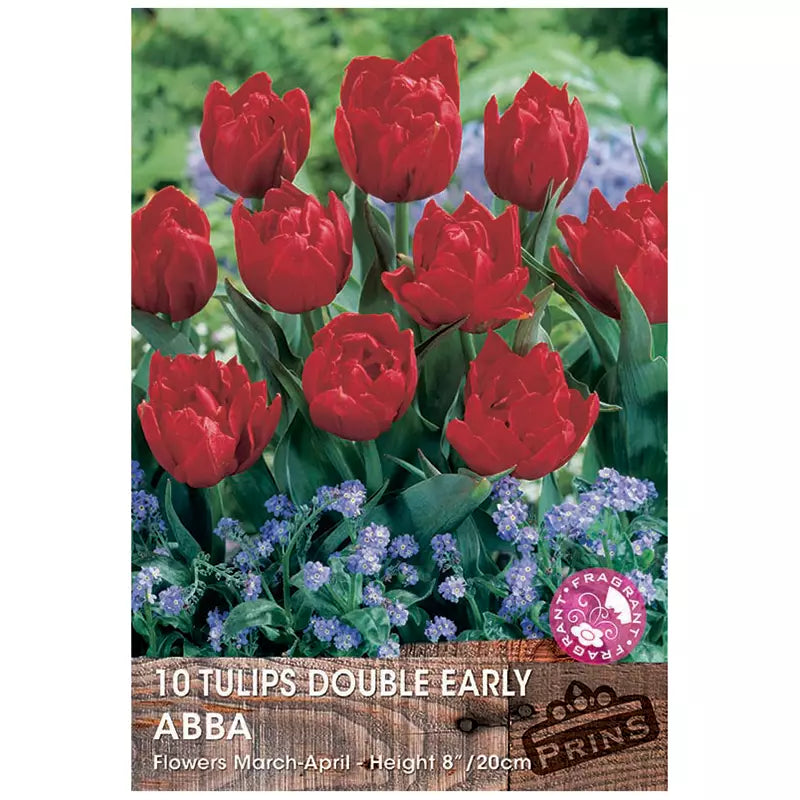 Tulip 'Abba' (10 bulbs) image 0