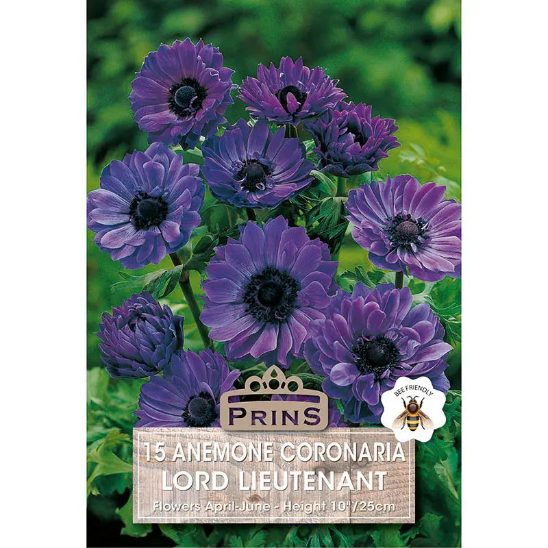 Anemone 'St Brigid Lord Lieutenant' (15 bulbs) image 0
