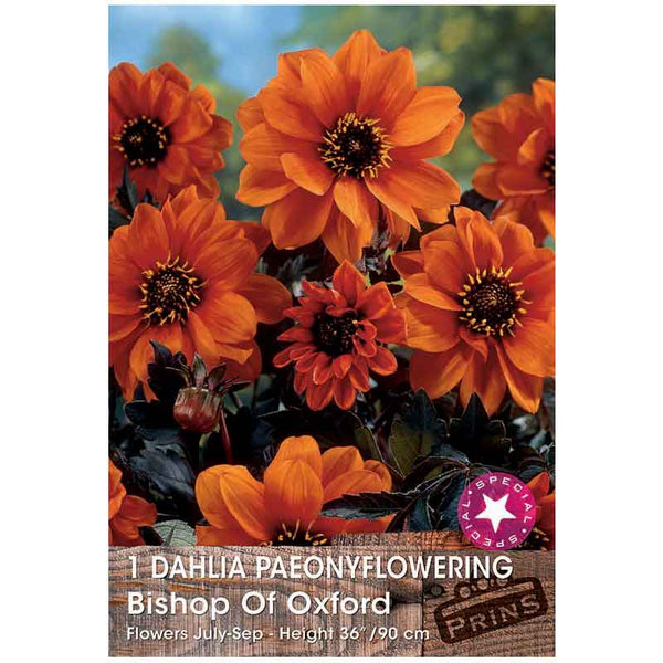 Dahlia 'Bishop of Oxford' (1 tuber) image 0