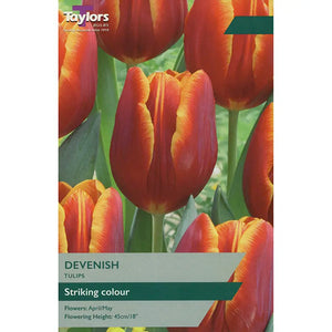 Tulip 'Devenish' (7 bulbs) image 0
