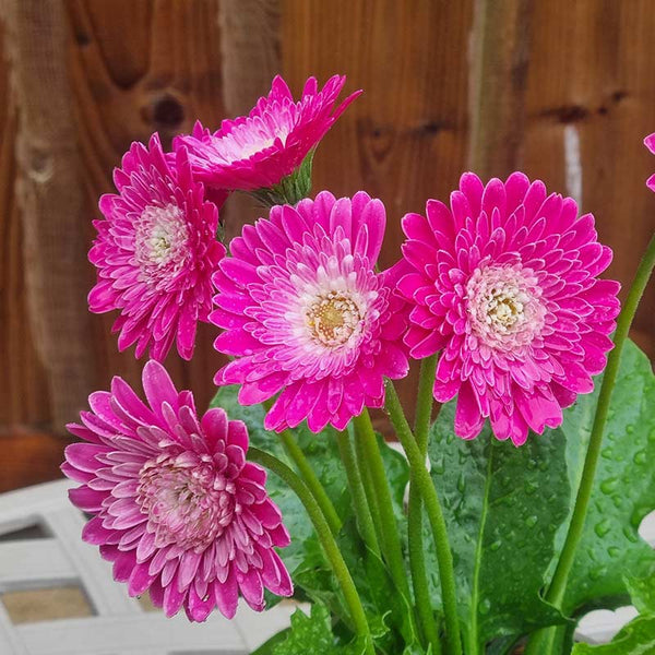 Gerbera ‘Sweet Treat’ (2-Litre Pot) image 0