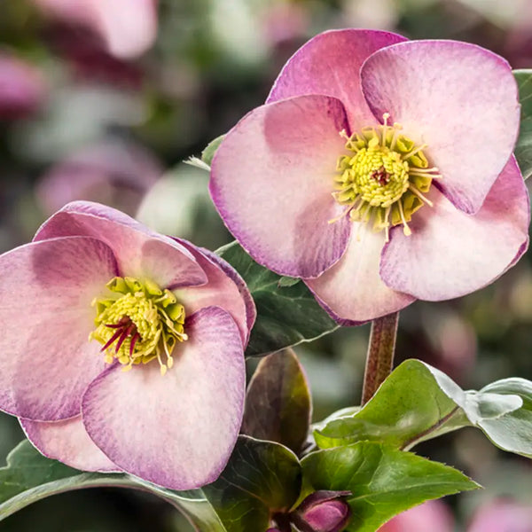 Helleborus HGC® 'Ice N' Roses Early Rose' image 0