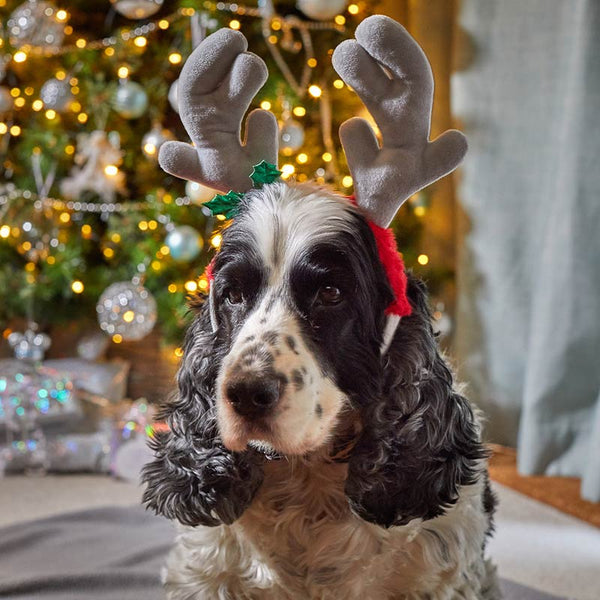 Zoon Rein-Dog Antlers (Assorted Designs) image 0