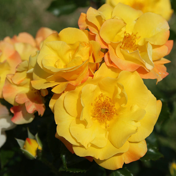 Whartons Roses ‘Bright Smiles’ Patio Rose (3-Litre Pot) image 0