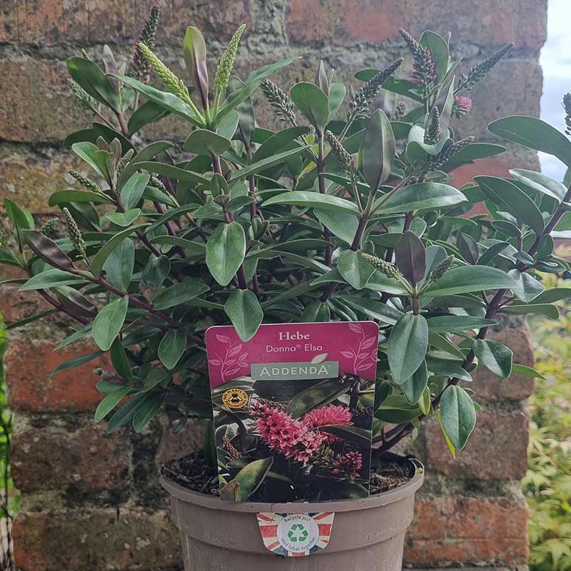 Hebe Addenda® ‘Donna Elsa’ (2-Litre Pot) image 0