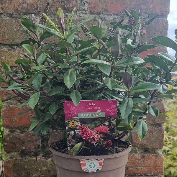 Hebe Addenda® ‘Donna Elsa’ (2-Litre Pot) image 0